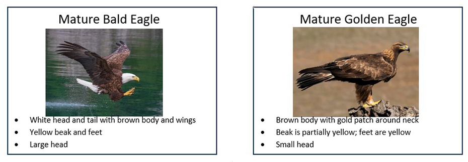 Graphic showing a mature bald eagle with characteristics under the image and also an image of a mature golden eagle with its characteristics to show the differences between the two birds. Graphic showing a mature bald eagle with characteristics under the image and also an image of a mature golden eagle with its characteristics to show the differences between the two birds.
